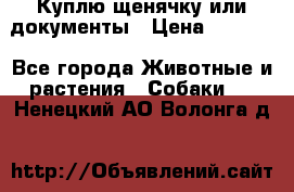 Куплю щенячку или документы › Цена ­ 3 000 - Все города Животные и растения » Собаки   . Ненецкий АО,Волонга д.